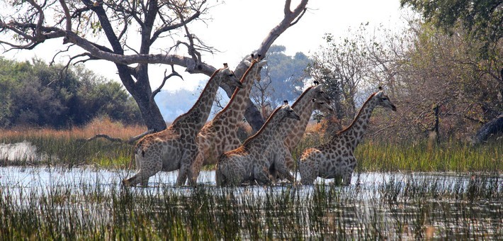 Jour 9. Delta de l’Okavango - Maun - Johannesburg