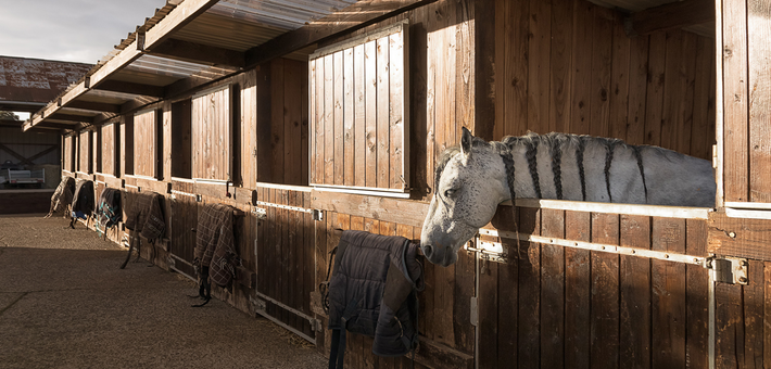 Stage privé de remise en confiance avec les chevaux en Mayenne - Caval&go