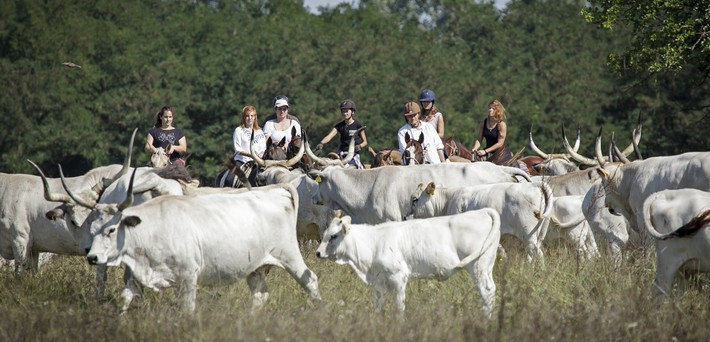 Jour 5. Troupeau de vaches hongroises et tradition équestre
