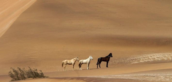 Jour 5. Randonnée à cheval dans le désert du Namib
