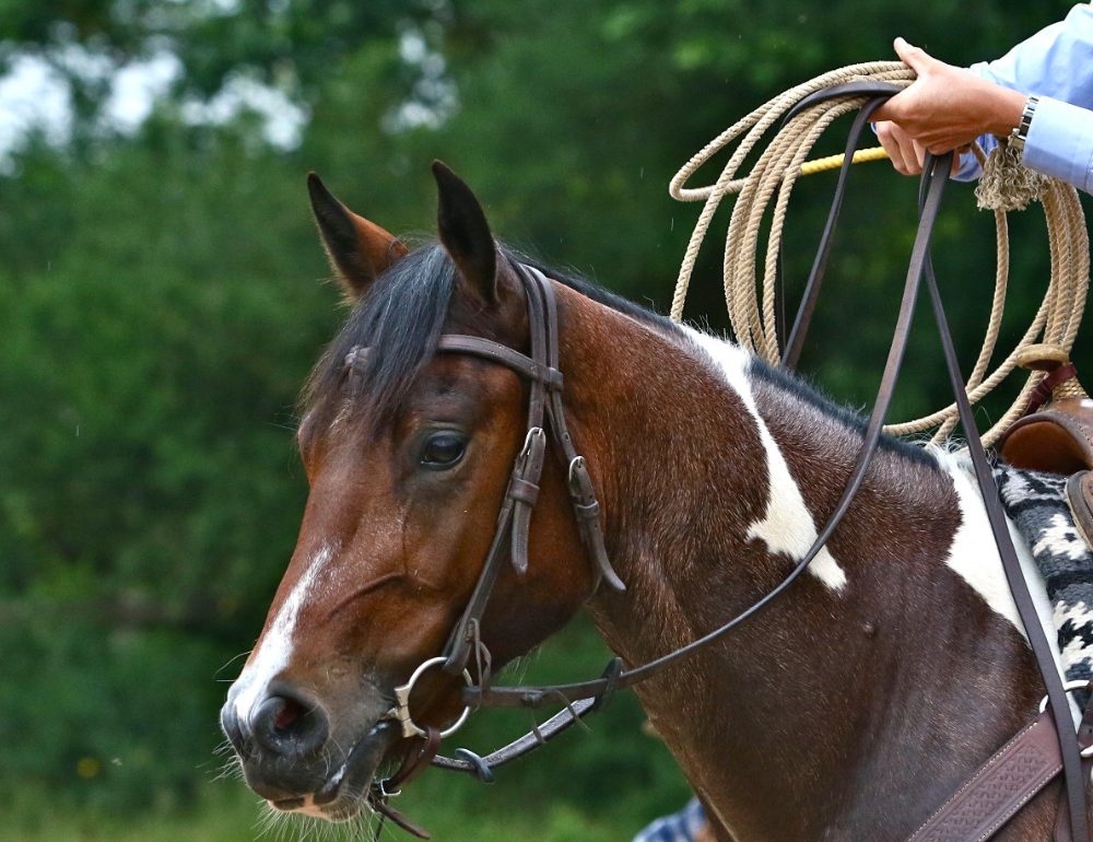 Week-end équitation western et de travail en ranch dans le Loiret