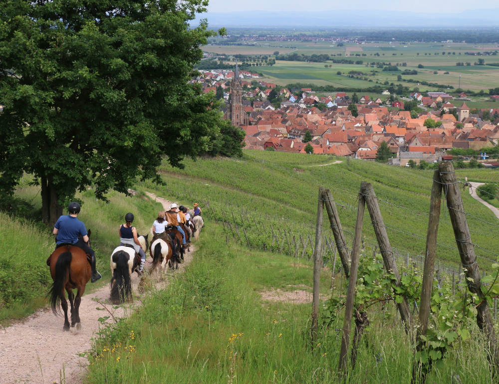 Randonnée à cheval itinérante en Alsace entre montagnes et vignes