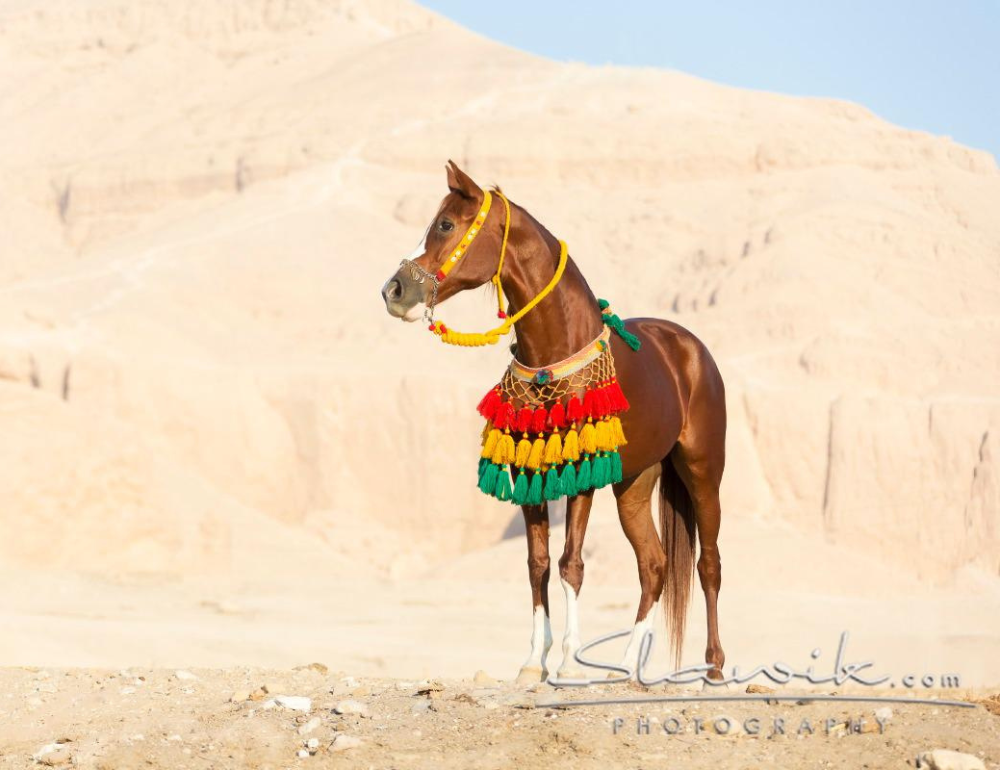 Randonnées à cheval en Egypte : Pyramides, Pharaons, Mer Rouge