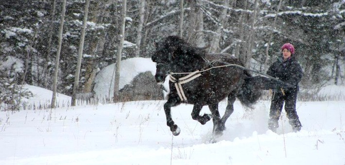 Jour 5. Activités hivernales : ski joering, sleighride, chien de traîneau