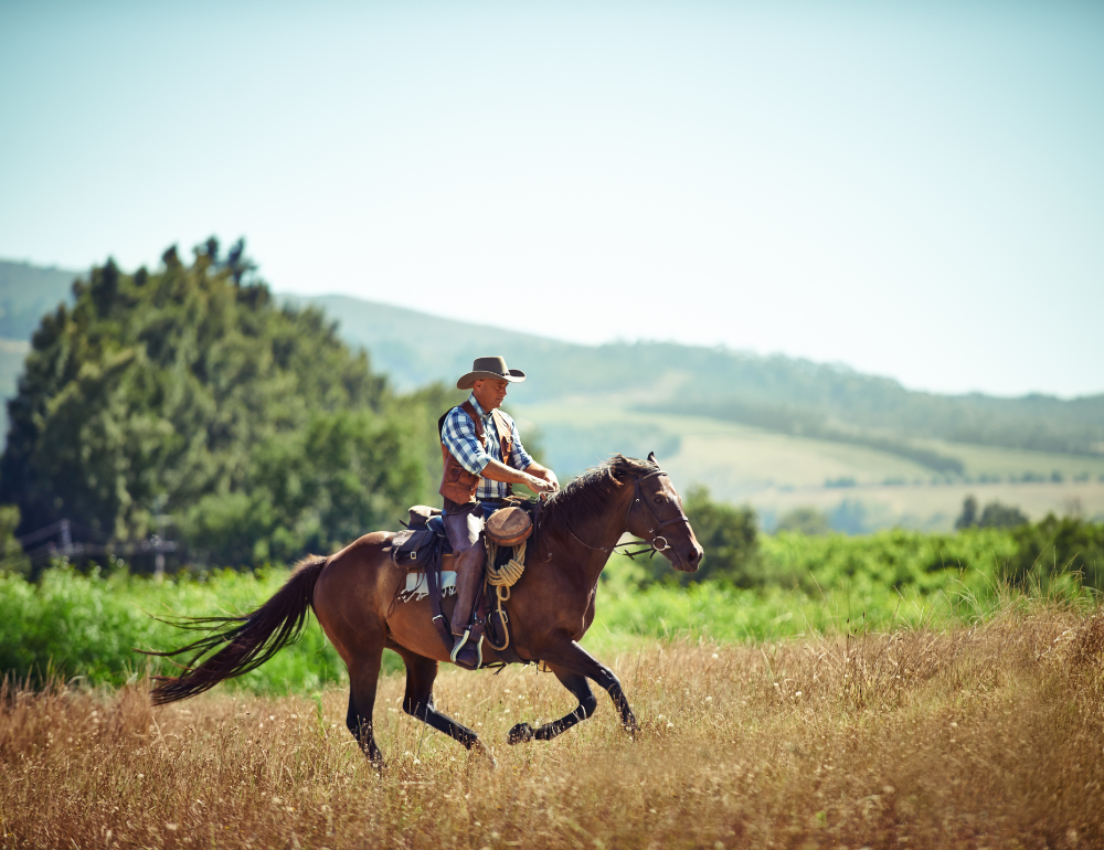 Voyage à cheval sur la route des vins - Région viticole du Cap