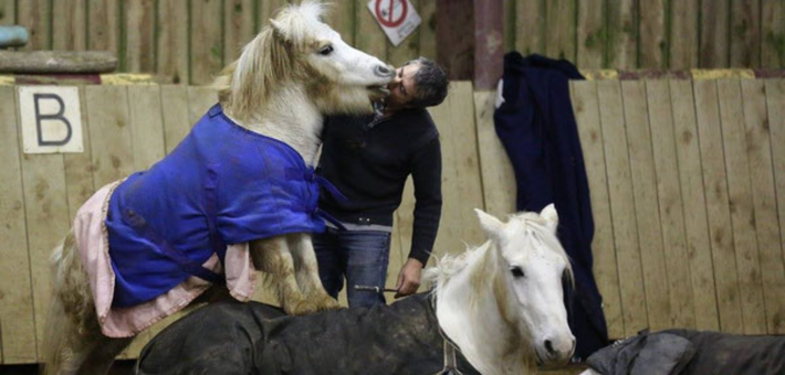 Stage avec Jean-François Pignon : Travail en liberté avec votre cheval - Caval&go