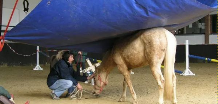 Stage avec Jean-François Pignon : Travail en liberté avec votre cheval - Caval&go