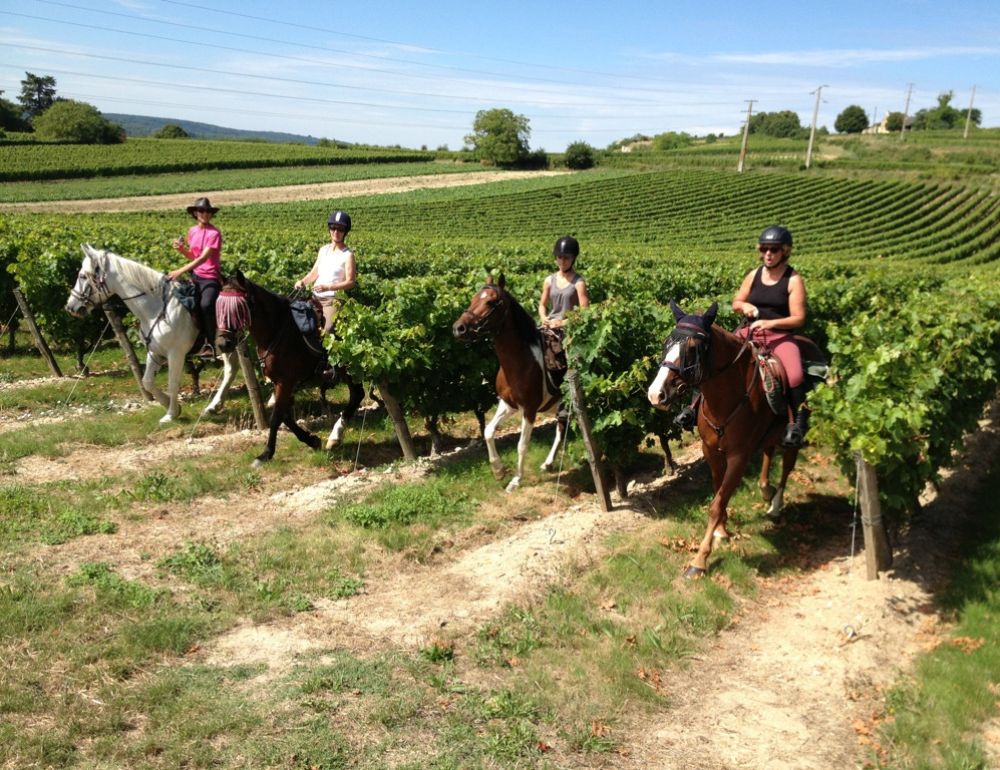 Randonnée équestre sur Chinon, entre vignobles et châteaux