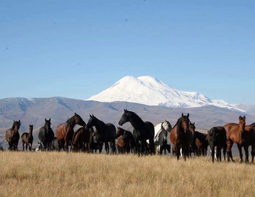 Randonnée équestre et transhumance de chevaux en Géorgie 