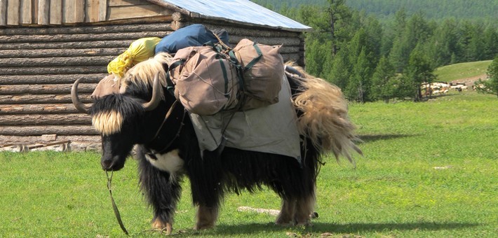 Jours 18 et 19. Khovsgol, randonnée en yak carting