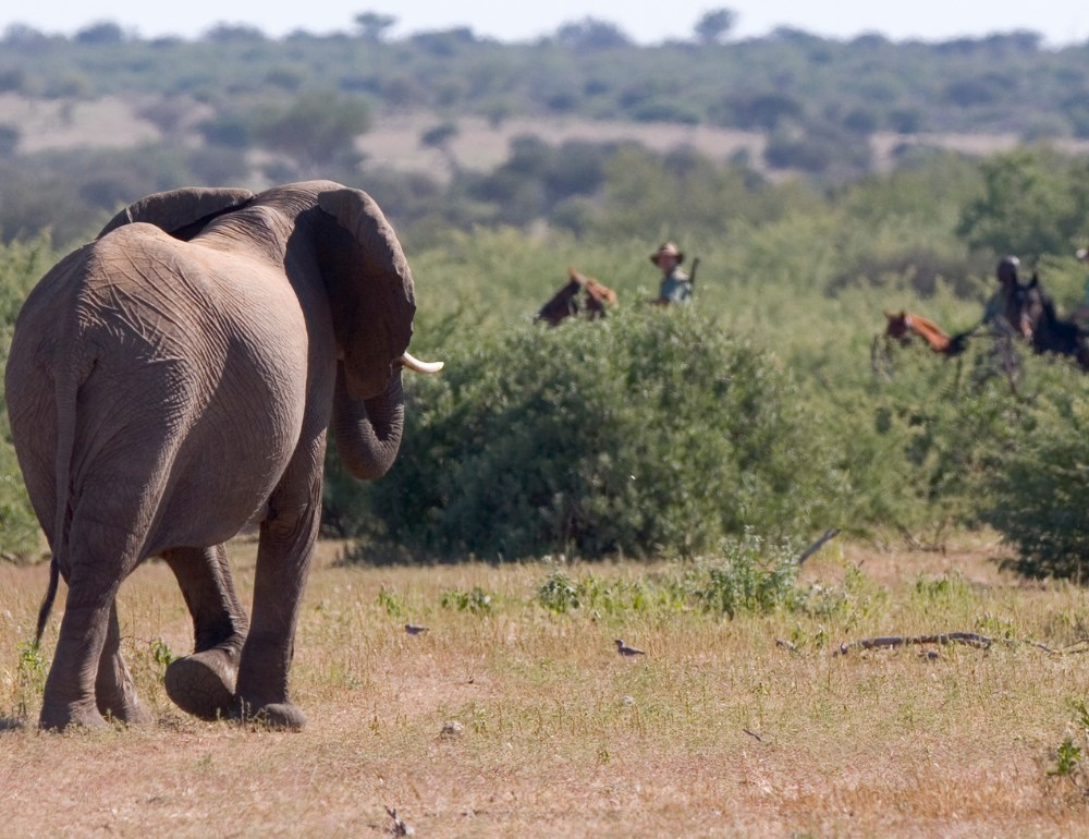 Safari à cheval de l'Afrique du sud au Botswana
