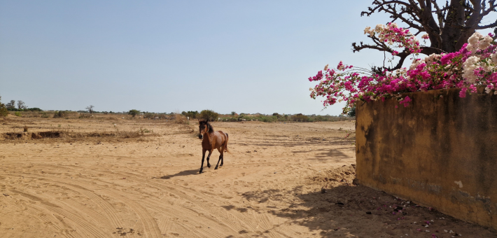 Randonnée à cheval itinérante au Sénégal dans la région du Sine Saloum - Caval&go