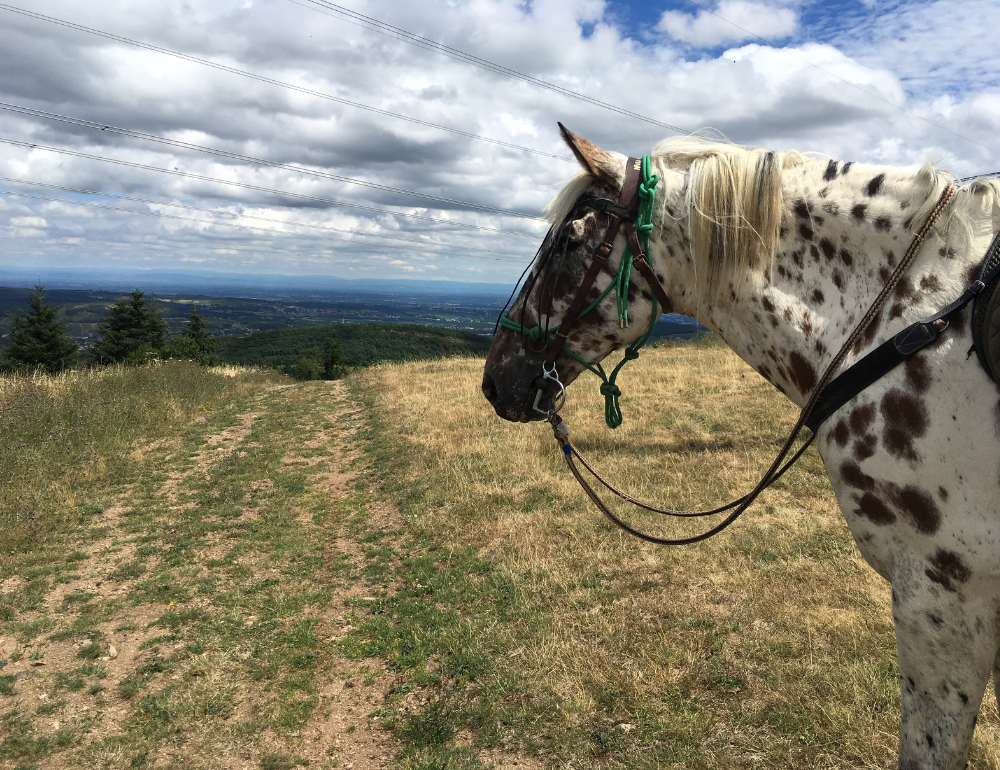 Randonnée à cheval aux pays Beaujolais et Mâconnais