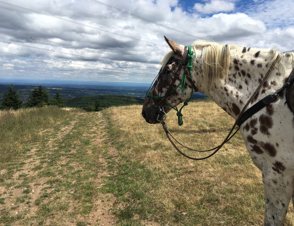 Tapis cheval liberté, Nouvelle-Aquitaine