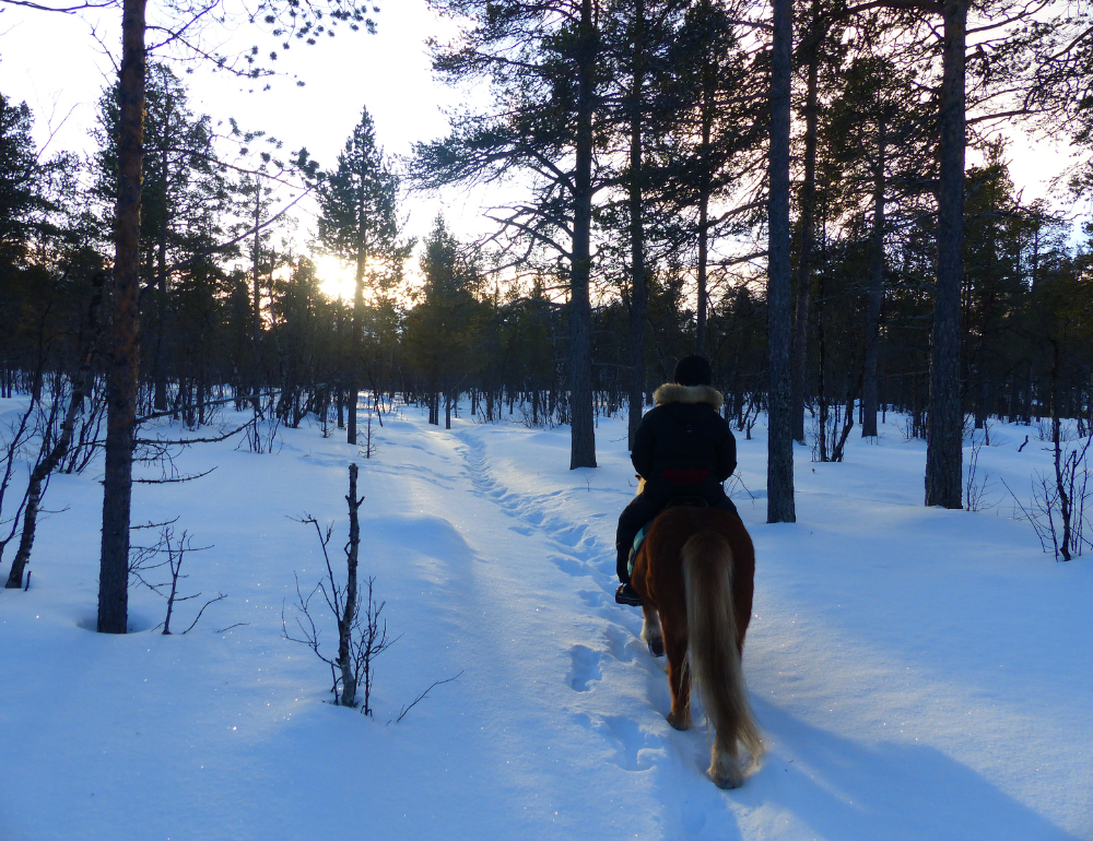 Court séjour hivernal à cheval en Laponie Suédoise