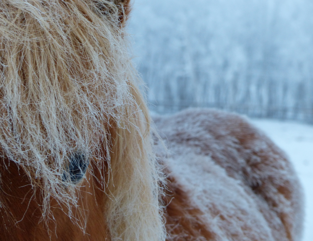 Randonnée équestre hivernale en Laponie suédoise