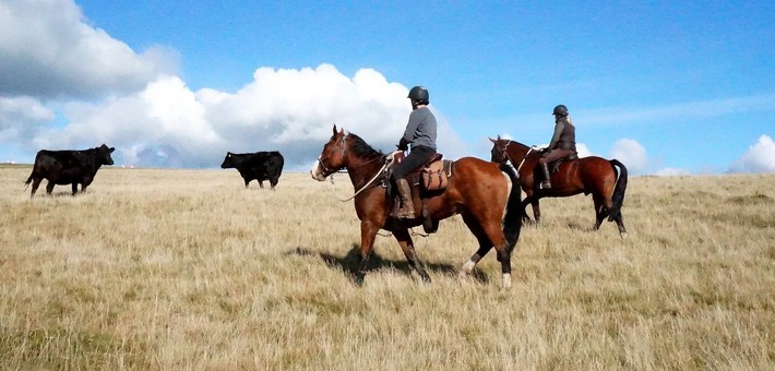 Jours 2 à 4. 3 journées complètes à cheval : Travail de bétail