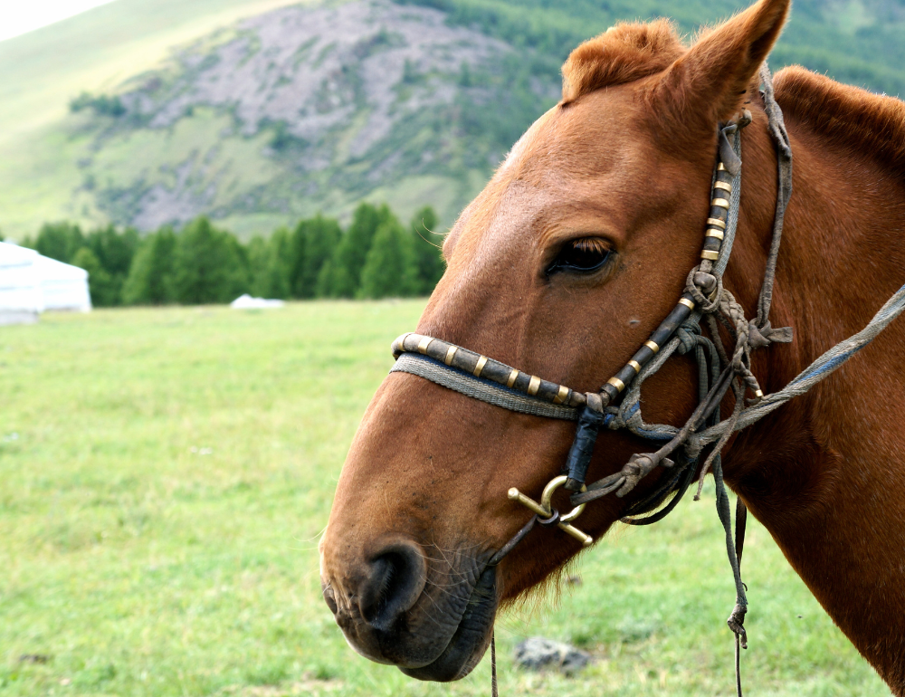 Randonnée à cheval en autonomie dans la région du Khentii