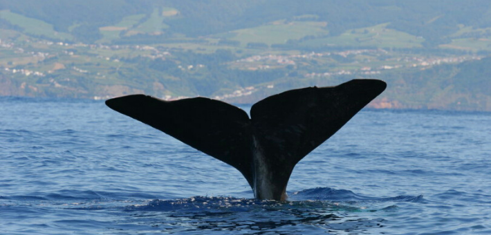 Jour 7. Observation des baleines
