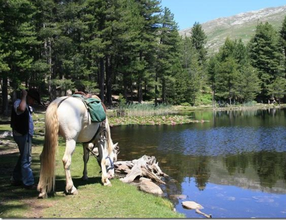 Randonnée à cheval entre lacs et sommets de Corse