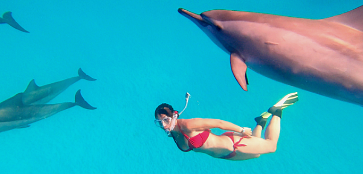 Journée optionnelle en fin de voyage : Excursion en bateau et nage avec les dauphins !