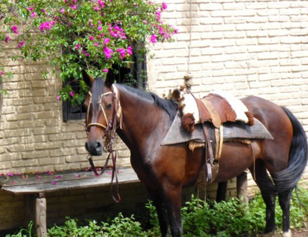 Séjour équestre en estancia argentine - Salta