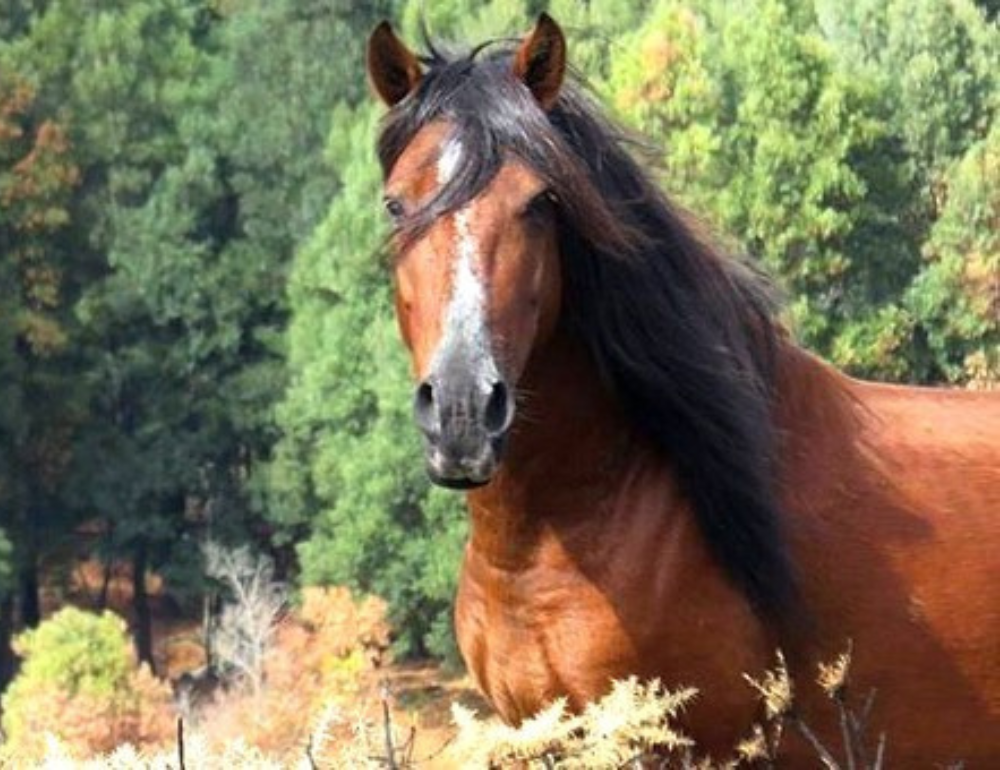 Randonnée équestre au Portugal à la rencontre des chevaux sauvages Garranos