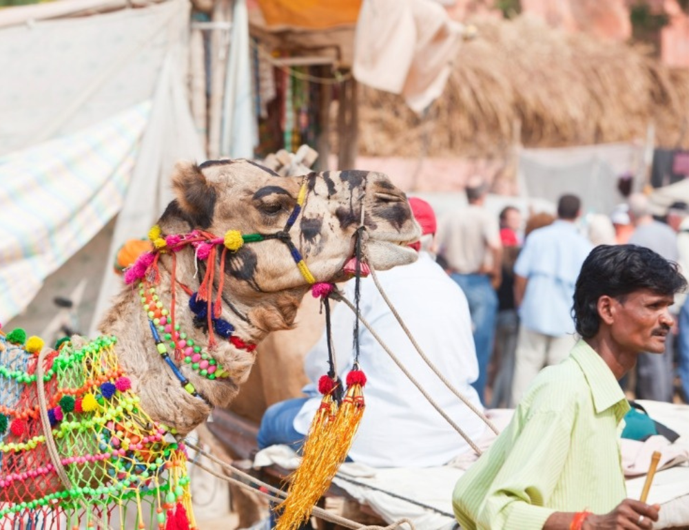 Randonnée équestre en Inde et fête traditionnelle de Nagaur
