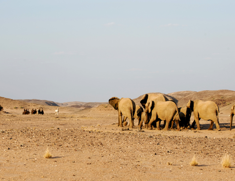 Randonnée à cheval en Namibie dans le Damaraland