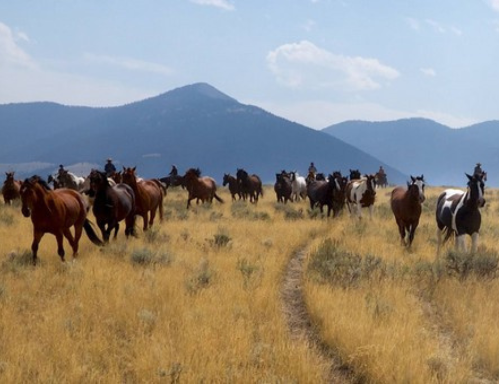 Voyage à cheval aux USA : Convoyage de chevaux dans l’Idaho