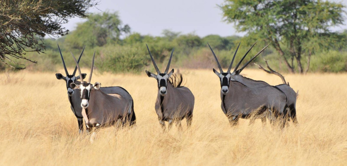 Safari équestre et multi-activités en Namibie aux portes du Kalahari - Caval&go