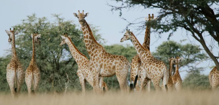 Safari équestre et multi-activités en Namibie aux portes du Kalahari - Caval&go