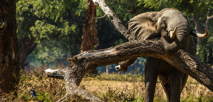 Jour 8. A la rencontre des rhinocéros du Matopos National Park