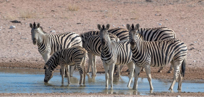 Safari équestre et multi-activités en Namibie aux portes du Kalahari - Caval&go