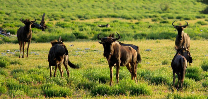 Safari équestre et multi-activités en Namibie aux portes du Kalahari - Caval&go