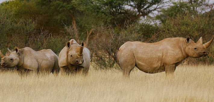 Safari équestre et multi-activités en Namibie aux portes du Kalahari - Caval&go