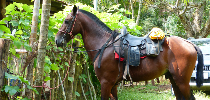 Aventure équestre de la côte Pacifique à la côte Caraïbes au Costa Rica - Caval&go