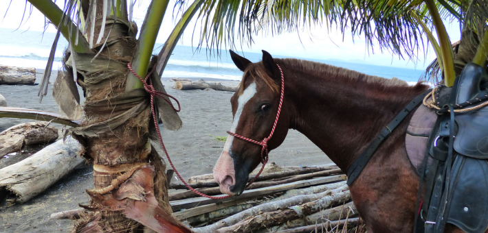 Aventure équestre de la côte Pacifique à la côte Caraïbes au Costa Rica - Caval&go