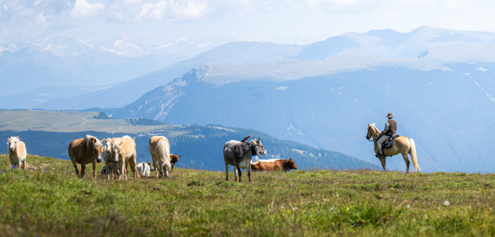 Randonnée équestre expérience dans les Dolomites - Caval&go