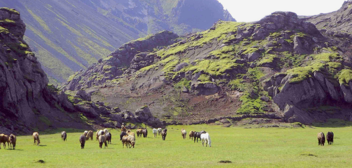Randonnée équestre autour du volcan de Hengill en Islande - Caval&go