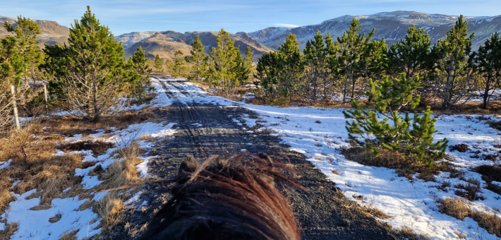 Jour 3. Chevaux, zone géothermale et découverte du Golden Circle d’Islande