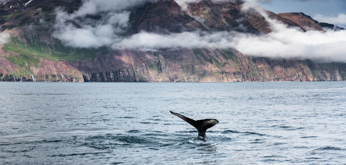 Jour 4. Randonnée équestre et observation des baleines