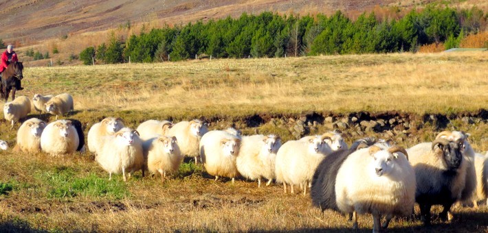 Jour 3. Rassemblement de moutons 
