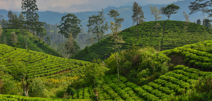 Randonnée équestre au Sri Lanka, la perle de l