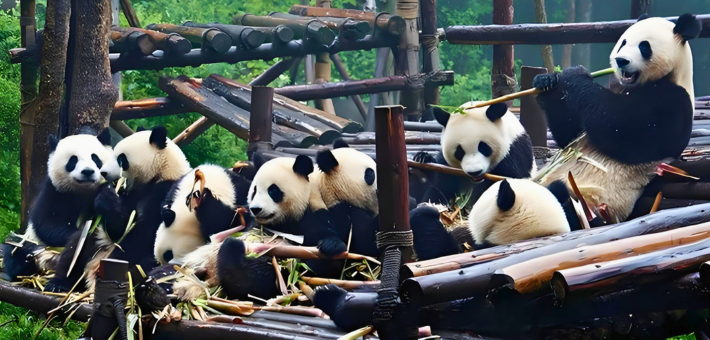 Jour 3. Rencontre avec les pandas géants et visite à Dujiangyan