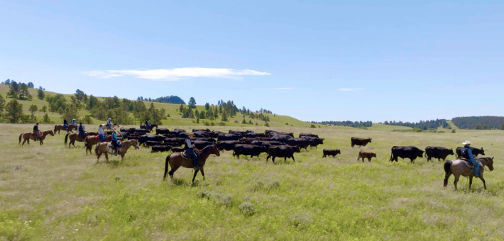 À la conquête du Far West : séjour en immersion chez les cow-boys du Wyoming - Caval&go