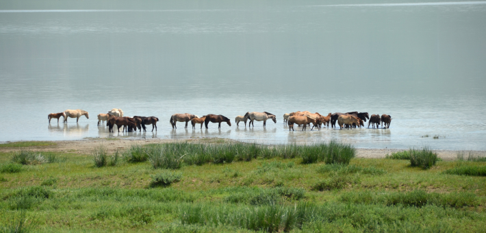 Randonnée à cheval dans L