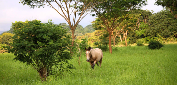 Voyage en liberté et cheval et yoga au Costa Rica avec Emeline Diaz - Caval&go