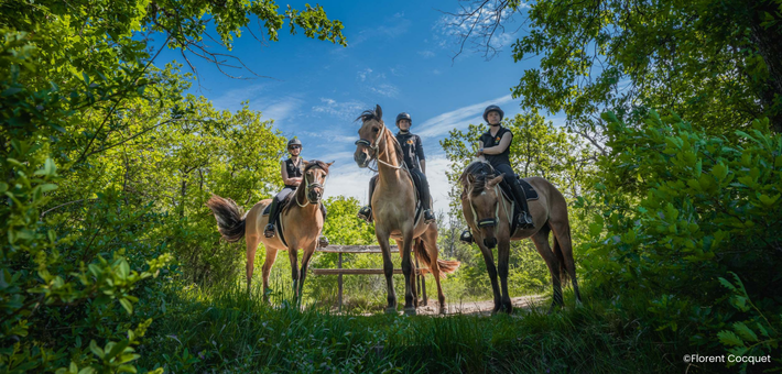 Week-end équestre de charme et découverte du cheval Henson en forêt de Fontainebleau - Caval&go