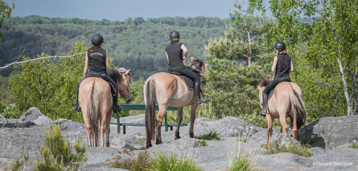 Week-end équestre de charme et découverte du cheval Henson en forêt de Fontainebleau - Caval&go